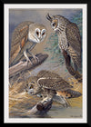 "Barn Owl, Long-eared Owl, Short-eared Owl", Louis Agassiz Fuertes