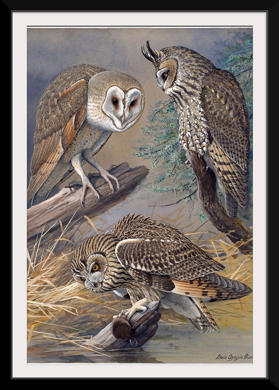 "Barn Owl, Long-eared Owl, Short-eared Owl", Louis Agassiz Fuertes