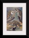 "Barn Owl, Long-eared Owl, Short-eared Owl", Louis Agassiz Fuertes