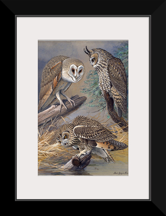 "Barn Owl, Long-eared Owl, Short-eared Owl", Louis Agassiz Fuertes