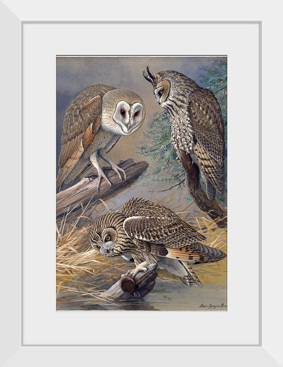 "Barn Owl, Long-eared Owl, Short-eared Owl", Louis Agassiz Fuertes