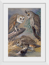 "Barn Owl, Long-eared Owl, Short-eared Owl", Louis Agassiz Fuertes