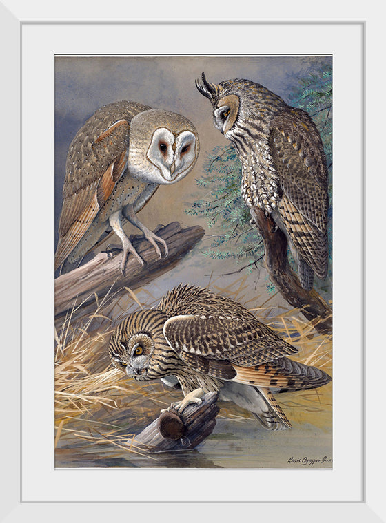 "Barn Owl, Long-eared Owl, Short-eared Owl", Louis Agassiz Fuertes