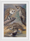 "Barn Owl, Long-eared Owl, Short-eared Owl", Louis Agassiz Fuertes