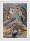 "Barn Owl, Long-eared Owl, Short-eared Owl", Louis Agassiz Fuertes