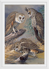 "Barn Owl, Long-eared Owl, Short-eared Owl", Louis Agassiz Fuertes