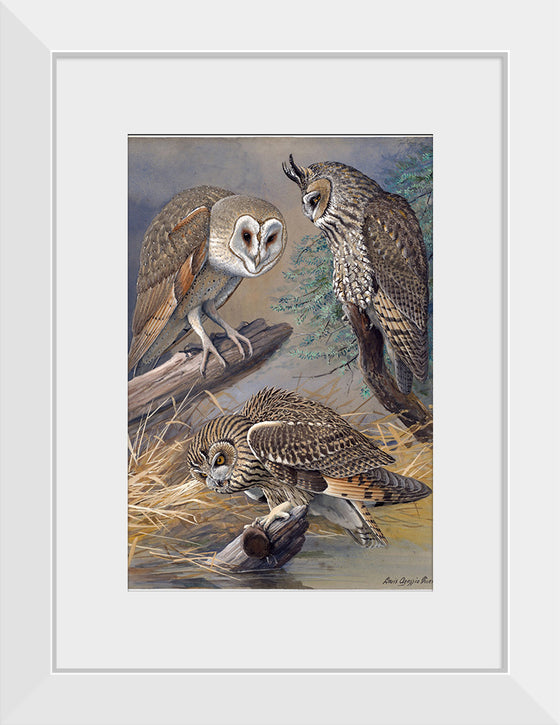 "Barn Owl, Long-eared Owl, Short-eared Owl", Louis Agassiz Fuertes