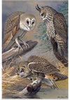 "Barn Owl, Long-eared Owl, Short-eared Owl", Louis Agassiz Fuertes