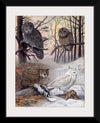 "Great Gray Owl, Barred Owl, Great Howned Owl, Snowy Owl", Louis Agassiz Fuertes