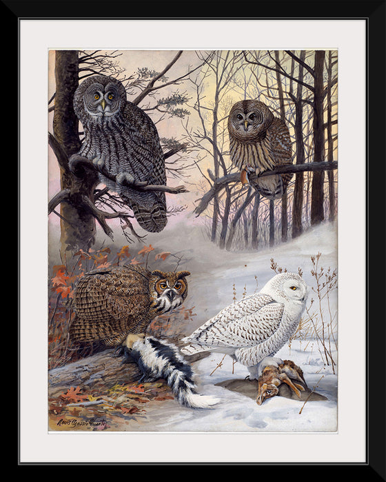 "Great Gray Owl, Barred Owl, Great Howned Owl, Snowy Owl", Louis Agassiz Fuertes