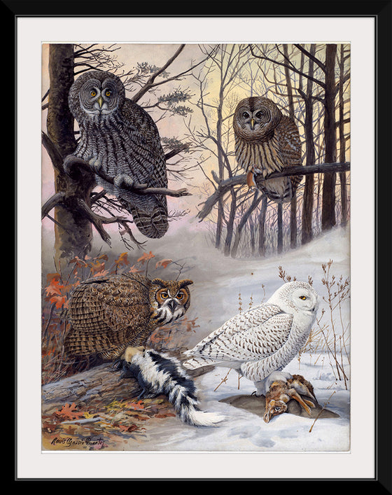 "Great Gray Owl, Barred Owl, Great Howned Owl, Snowy Owl", Louis Agassiz Fuertes