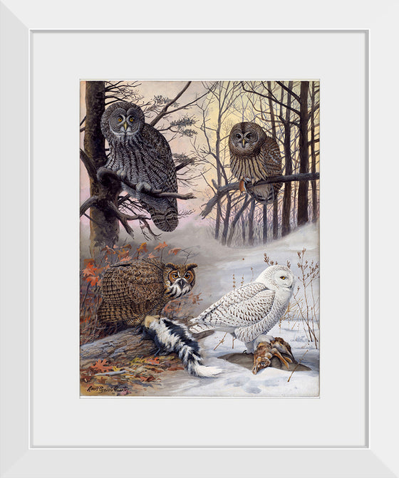 "Great Gray Owl, Barred Owl, Great Howned Owl, Snowy Owl", Louis Agassiz Fuertes