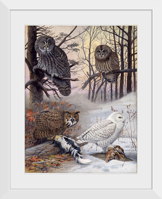 "Great Gray Owl, Barred Owl, Great Howned Owl, Snowy Owl", Louis Agassiz Fuertes