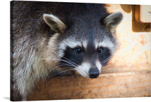  Who doesn't love raccoons? They're adorable, curious, and they love to eat trash! This raccoon is giving us a cute stare as they pick up your mess.