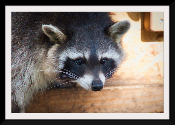 "Recycling Racoon", Mikhail Denishchenko