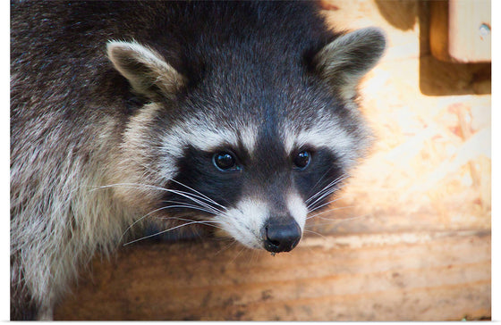 "Recycling Racoon", Mikhail Denishchenko