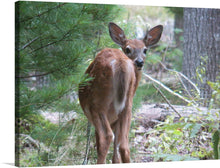  Embrace the tranquility of the forest with this captivating print of a white-tailed deer, its elegant silhouette standing out against the lush greenery of its woodland habitat.  The deer's delicate features, from its large, expressive eyes to its slender neck and graceful antlers, are captured with masterful precision, bringing the artwork to life. 