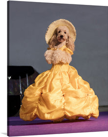  Elevate your home décor with this fashionably disinterested poodle posing in a chic yellow dress and hat. This fashion-forward canine exudes an air of effortless elegance, striking a pose that's both charming and sophisticated. The vibrant yellow hues of the dress and hat complement the poodle's pristine white fur, creating a visually striking contrast. 