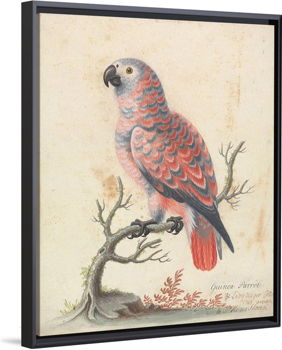 "Guinea Parrot", George Edwards