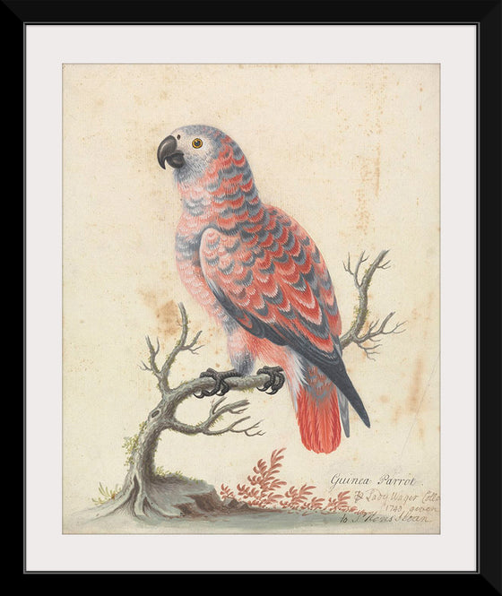 "Guinea Parrot", George Edwards