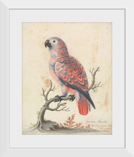 "Guinea Parrot", George Edwards