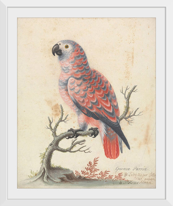 "Guinea Parrot", George Edwards