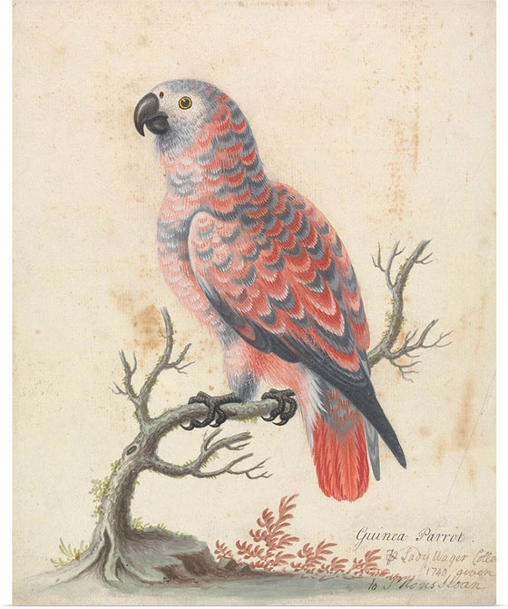 "Guinea Parrot", George Edwards