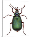 Calosoma Scrutator by George Shaw is a captivating and informative illustration of a large and colorful ground beetle native to Europe and North America. The illustration is hand-colored and features a wealth of detail, including the beetle's iridescent wings, intricate markings, and sharp mandibles.