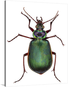  Calosoma Scrutator by George Shaw is a captivating and informative illustration of a large and colorful ground beetle native to Europe and North America. The illustration is hand-colored and features a wealth of detail, including the beetle's iridescent wings, intricate markings, and sharp mandibles.