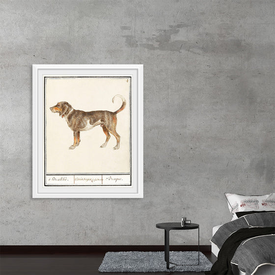 "Beagle or Braque, Canis lupus familiaris", Anselmus Boetius de Boodt