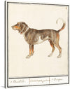 Admire the charming elegance of a canine companion with this captivating print of a hound dog, believed to be either a beagle or a braque français, by the esteemed artist Anselmus Boetius de Boodt.