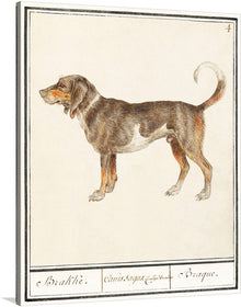  Admire the charming elegance of a canine companion with this captivating print of a hound dog, believed to be either a beagle or a braque français, by the esteemed artist Anselmus Boetius de Boodt.