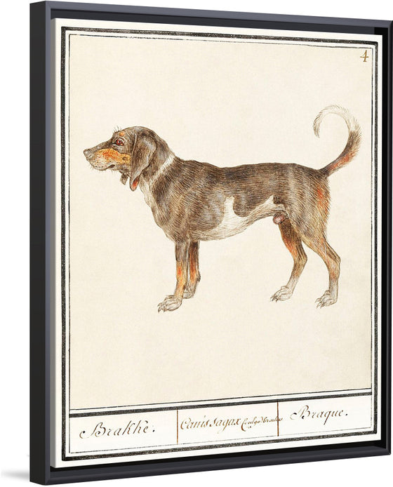 "Beagle or Braque, Canis lupus familiaris", Anselmus Boetius de Boodt