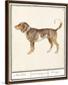 "Beagle or Braque, Canis lupus familiaris", Anselmus Boetius de Boodt