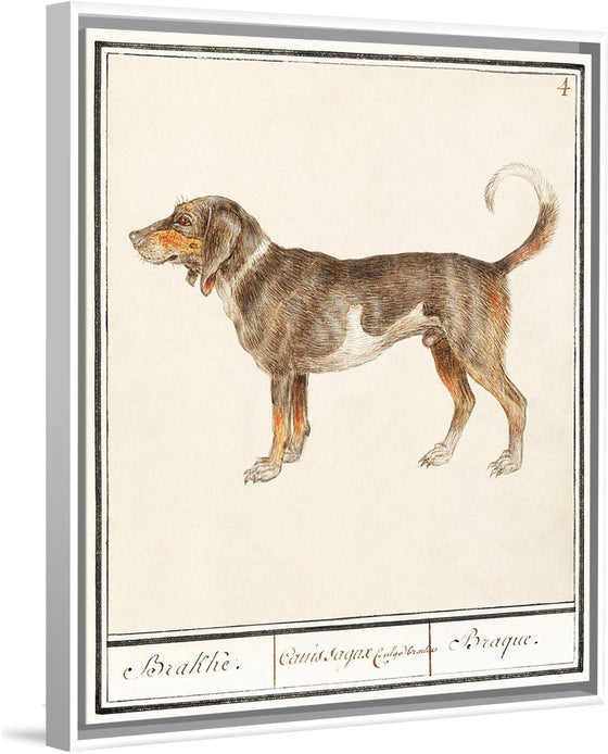 "Beagle or Braque, Canis lupus familiaris", Anselmus Boetius de Boodt