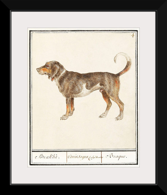 "Beagle or Braque, Canis lupus familiaris", Anselmus Boetius de Boodt