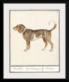 "Beagle or Braque, Canis lupus familiaris", Anselmus Boetius de Boodt