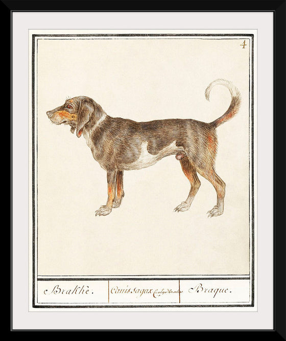 "Beagle or Braque, Canis lupus familiaris", Anselmus Boetius de Boodt