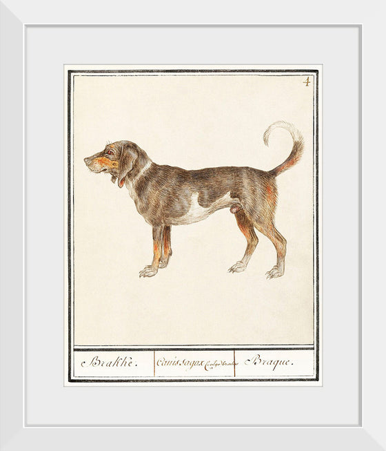 "Beagle or Braque, Canis lupus familiaris", Anselmus Boetius de Boodt