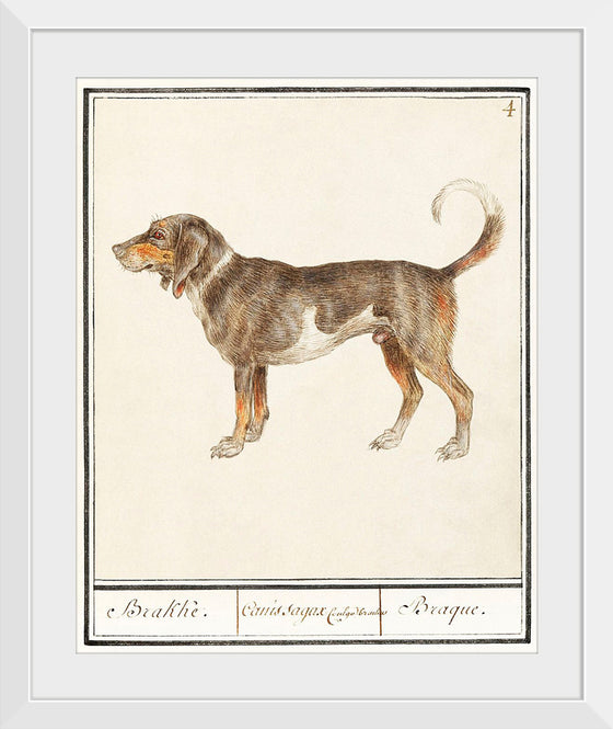 "Beagle or Braque, Canis lupus familiaris", Anselmus Boetius de Boodt