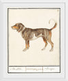 "Beagle or Braque, Canis lupus familiaris", Anselmus Boetius de Boodt