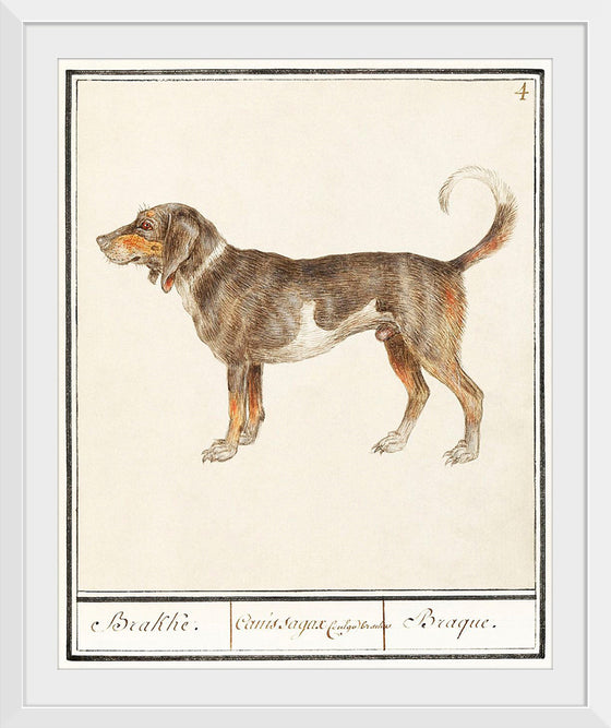 "Beagle or Braque, Canis lupus familiaris", Anselmus Boetius de Boodt