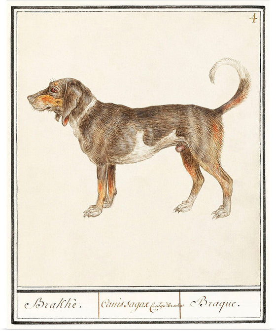 "Beagle or Braque, Canis lupus familiaris", Anselmus Boetius de Boodt