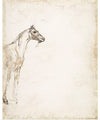 "Study of a Horse", Theodore Gericault