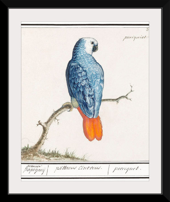 "Gray Red-Tailed Parrot (Psittacus Erithacus)", Anselmus Boëtius de Boodt
