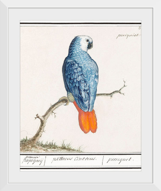 "Gray Red-Tailed Parrot (Psittacus Erithacus)", Anselmus Boëtius de Boodt