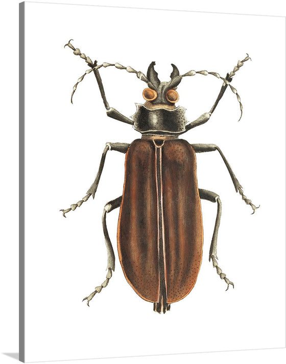 The Great cerambyx or Black cerambyx illustration from The Naturalist's Miscellany (1789-1813) by George Shaw is a captivating and informative work of art that depicts a large and black beetle native to Europe and North Africa. 