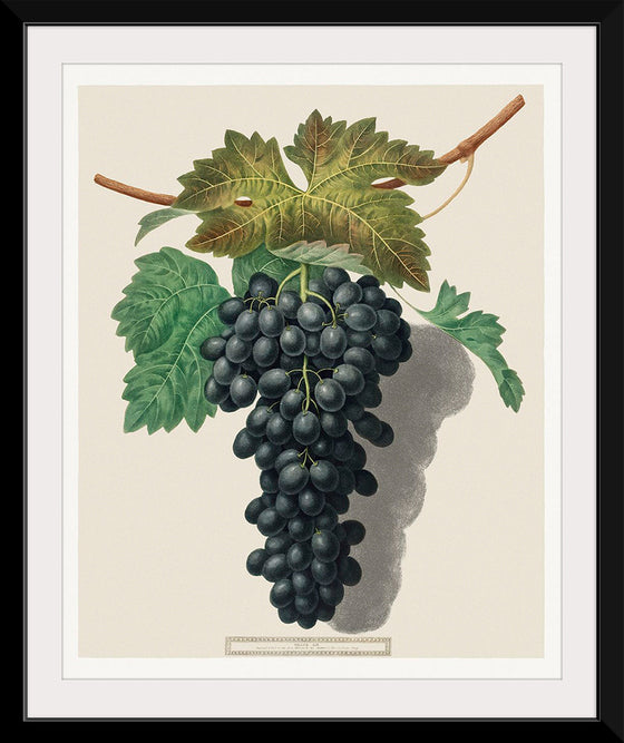"Black Prince Grape (Cinsaut) (1809)", George Brookshaw