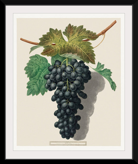 "Black Prince Grape (Cinsaut) (1809)", George Brookshaw