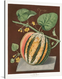  Scarlet Flesh Romana Melon (Cucumis)&nbsp;(1812) by George Brookshaw is a stunning and evocative botanical illustration that captures the beauty and allure of this delicious fruit. The painting depicts a ripe Romana melon, its deep red flesh exposed and inviting. 